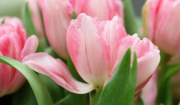 Jak pěstovat tulipány