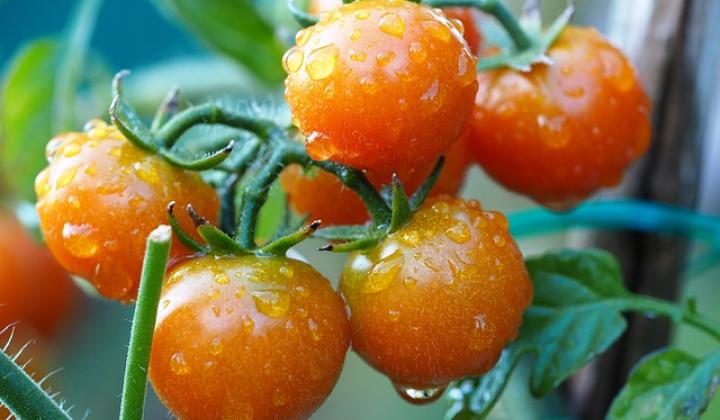 Jak zvýšit úrodu rajčat