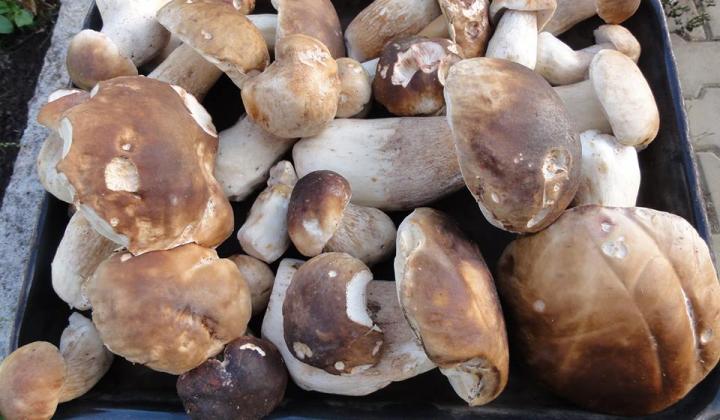 Jak uchovat houby na zimu | recept na nakládané houby