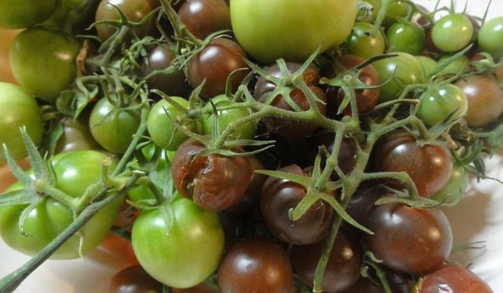 Jak urychlit zrání rajčat | rady a tipy