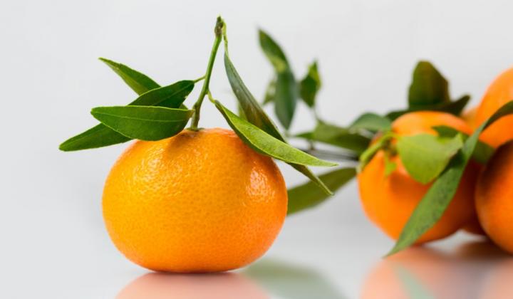 Jak pěstovat mandarinku | rady