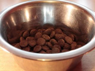 Jak poznat kvalitní krmivo pro psa – granule a konzervy | rady