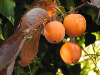 Jak pěstovat kaki ovoce | rady