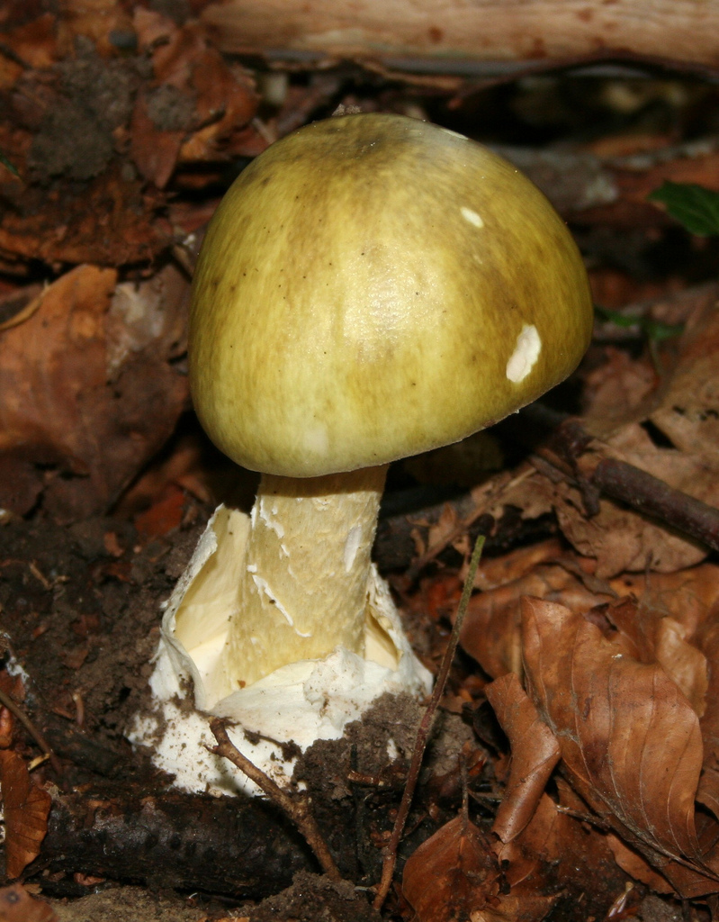 Jak rychle se projeví otrava houbami?