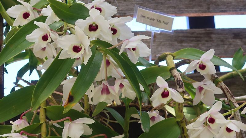 dendrobium nobile