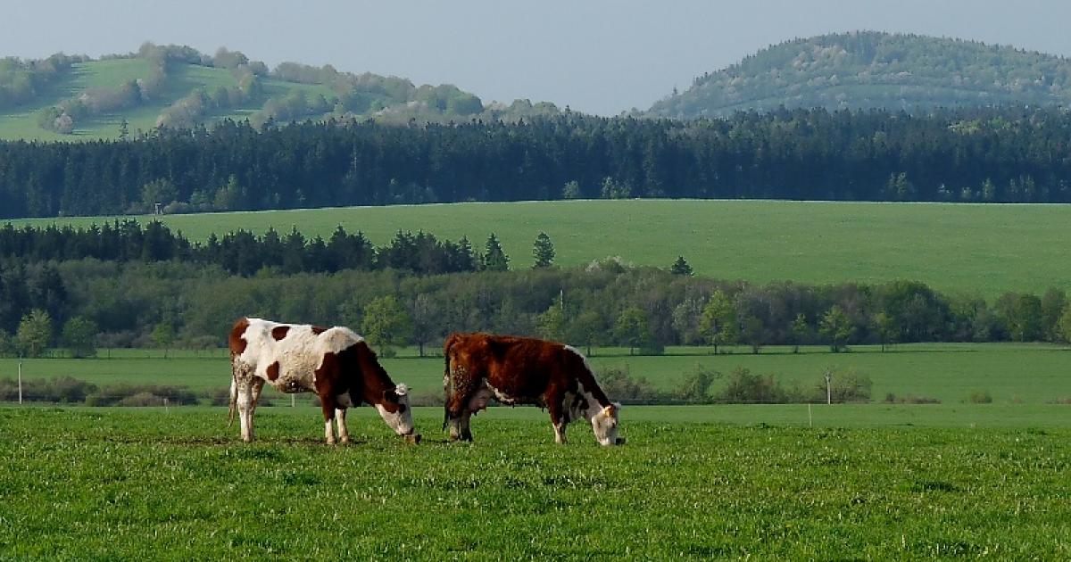 sopka randěnívícehlavé randění