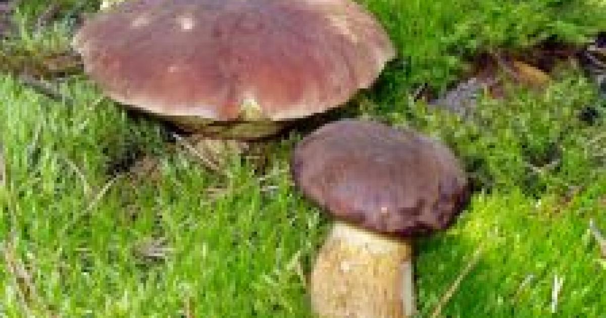 Jak Zpracovat A Uchovat Houby Jaktak Cz