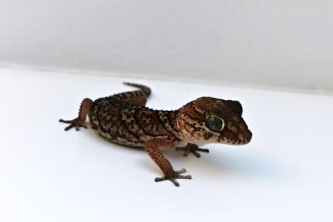 Jak na chov madagaskarského zemního gekona | rady a tipy Jak na chov madagaskarského zemního gekona | rady a tipy