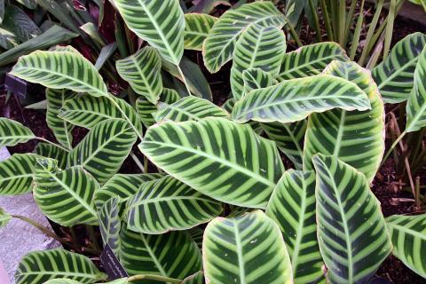 Calathea zebrina