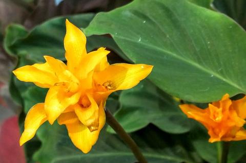 calathea crocata