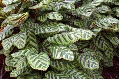 Calathea makoyana