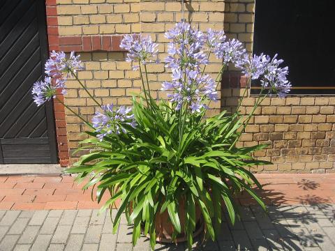 kalokvět agapanthus v květináči