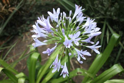 kalokvět agapanthus květ