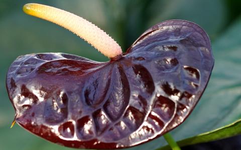 anthurium anturie toulitka