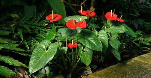 anthurium anturie toulitka