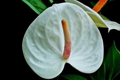 anthurium anturie toulitka