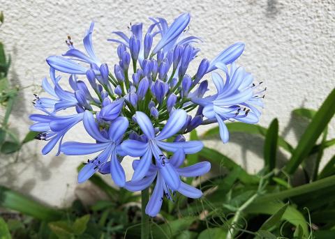 kalokvět agapanthus květ