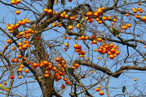 plody tomelu na stromě