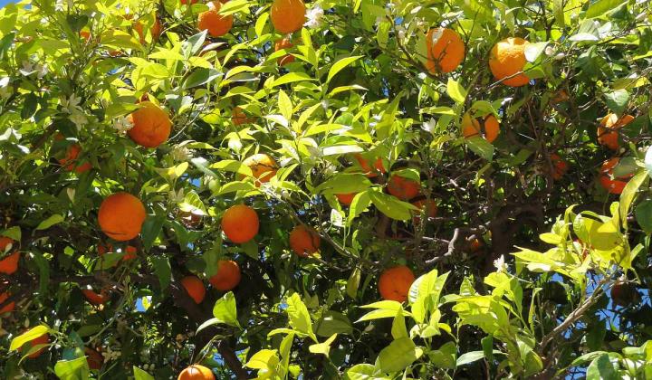 Jak objednat a nakoupit (nejen) citrusové plody v nejvyšší kvalitě přímo od pěstitele | návod na koupi nejen čerstvých citrusů