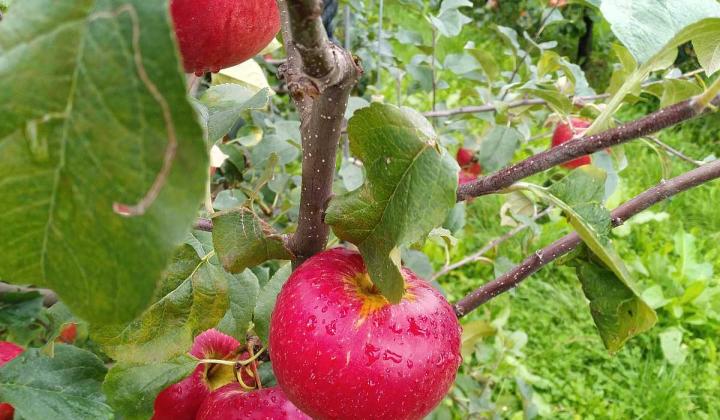 Jak připravit jablečné polotovary na zimu | recepty na zpracování jablek