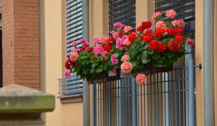 Jak hnojit balkonové rostliny