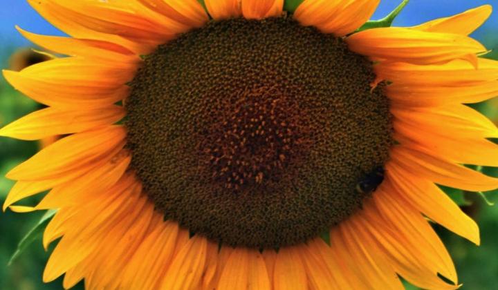 Jak pěstovat a využít slunečnici