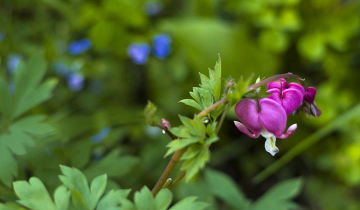 Jak pěstovat srdcovku nádhernou