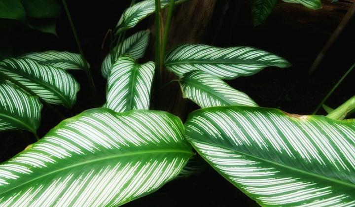 Jak pěstovat calatheu