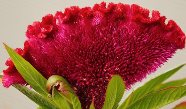 Jak pěstovat celosii nevadlec |celosia argentea (nevadlec hřebenitý)