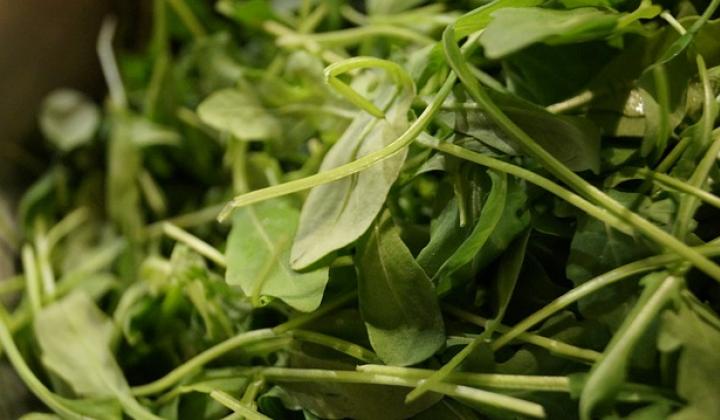 Jak pěstovat rukolu