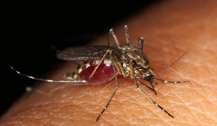Jak se bránit komárům | recepty na přírodní repelenty a odvary