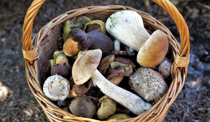 Jak správně sušit houby – vhodné druhy k sušení | rady a tipy