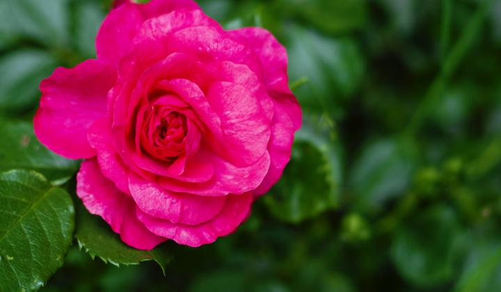 Jak vyrobit domácí hnojivo na růže | návod
