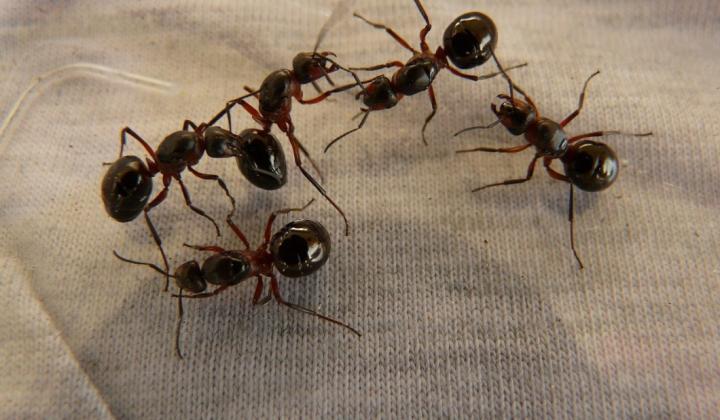Jak využít kyselinu mravenčí | rady a tipy