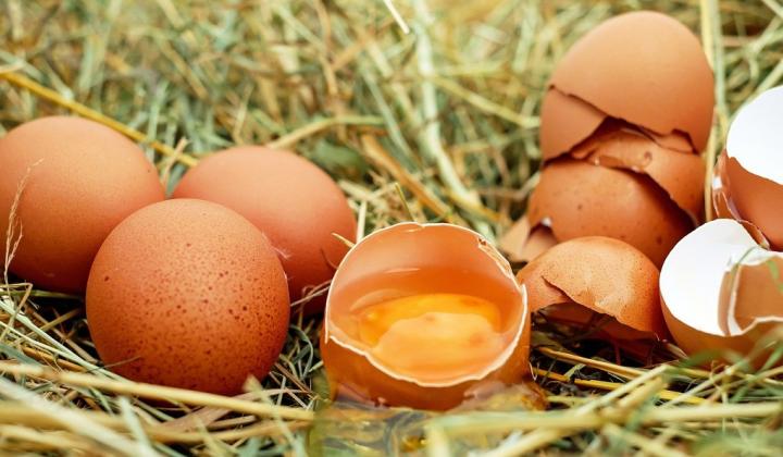 Jak využít vaječné skořápky v zahradě