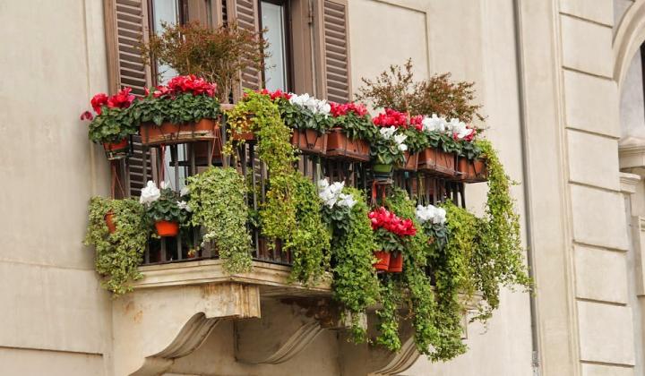 Jak zazimovat balkonové truhlíky | tipy
