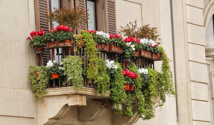 Jak zazimovat balkonové rostliny | rady a tipy
