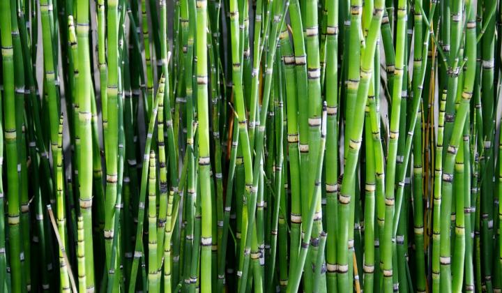 Jak a kde pěstovat bambusy | rady 