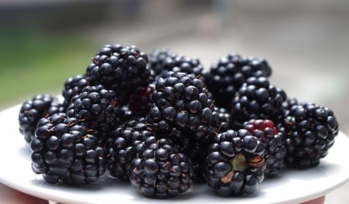 Jak udělat ostružinové víno | recept