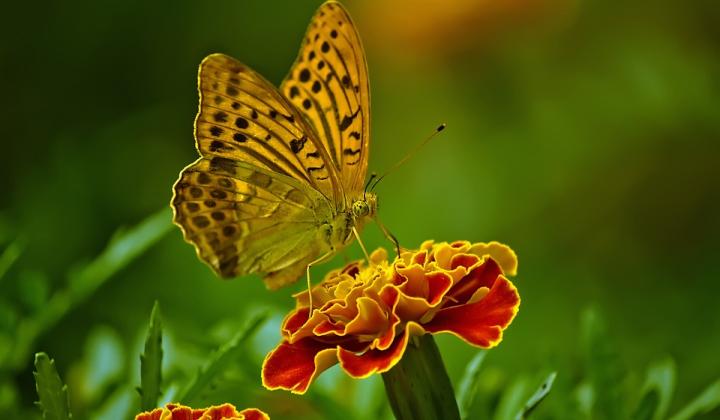 Jak přilákat na zahradu motýly | tipy