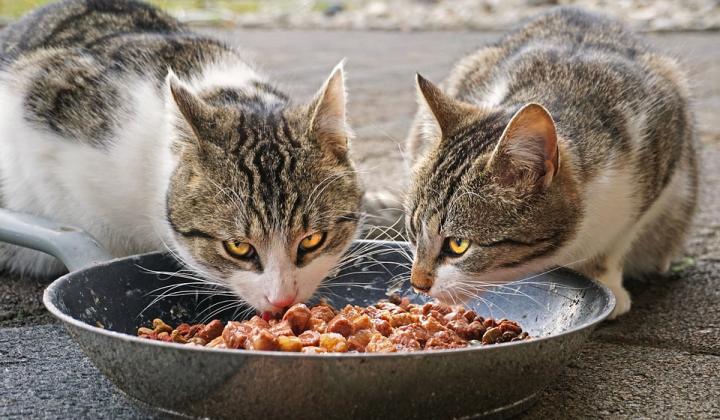 Jak vybrat správné krmivo pro vaši kočku | návod