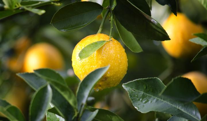 Jak využít citrony | rady a tipy