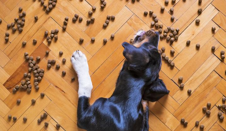 Jak vybrat vhodné krmivo a doplňky výživy pro psa | rady