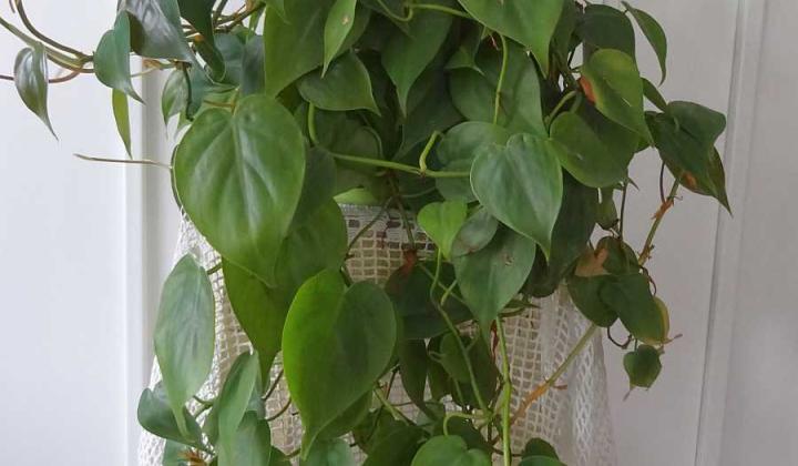 Jak pěstovat popínavý filodendron | rady Jak pěstovat popínavý filodendron | rady