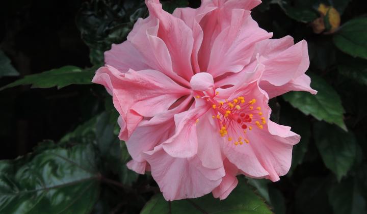 Jak pěstovat topolovku | rady