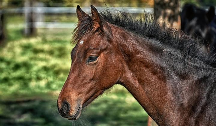 Jak správně vybrat koně? | rady