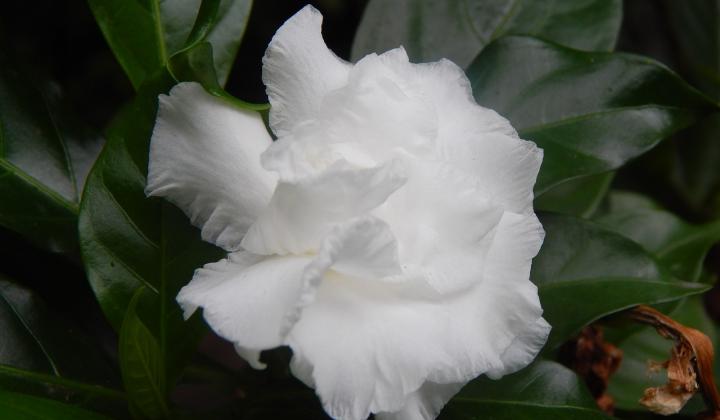 Jak pěstovat gardénii | rady