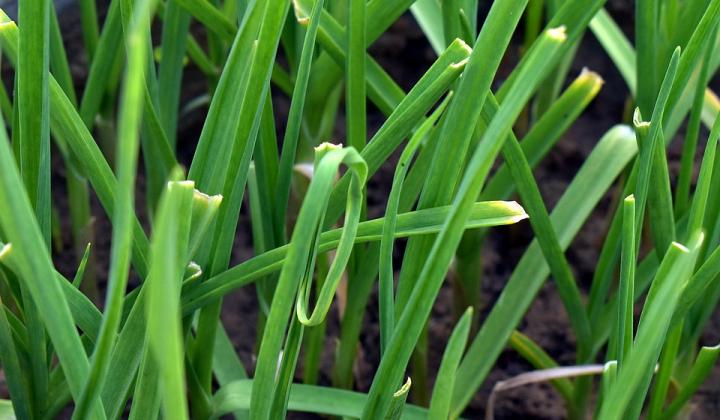 Jak pěstovat česnekovou trávu | rady
