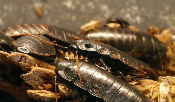Jak se zbavit švábů | rady