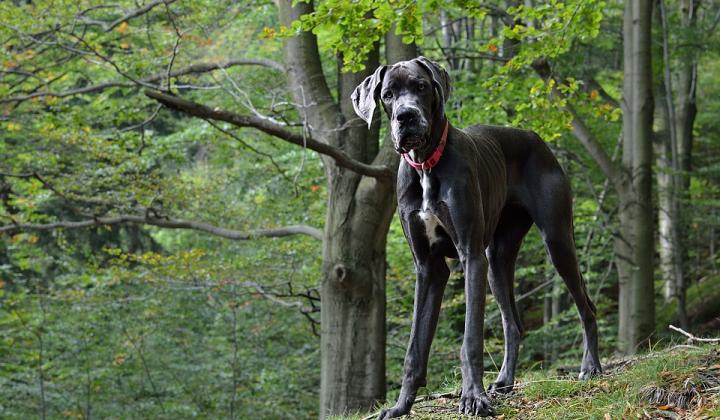 Jak se starat o německou dogu | rady